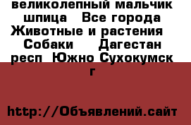 великолепный мальчик шпица - Все города Животные и растения » Собаки   . Дагестан респ.,Южно-Сухокумск г.